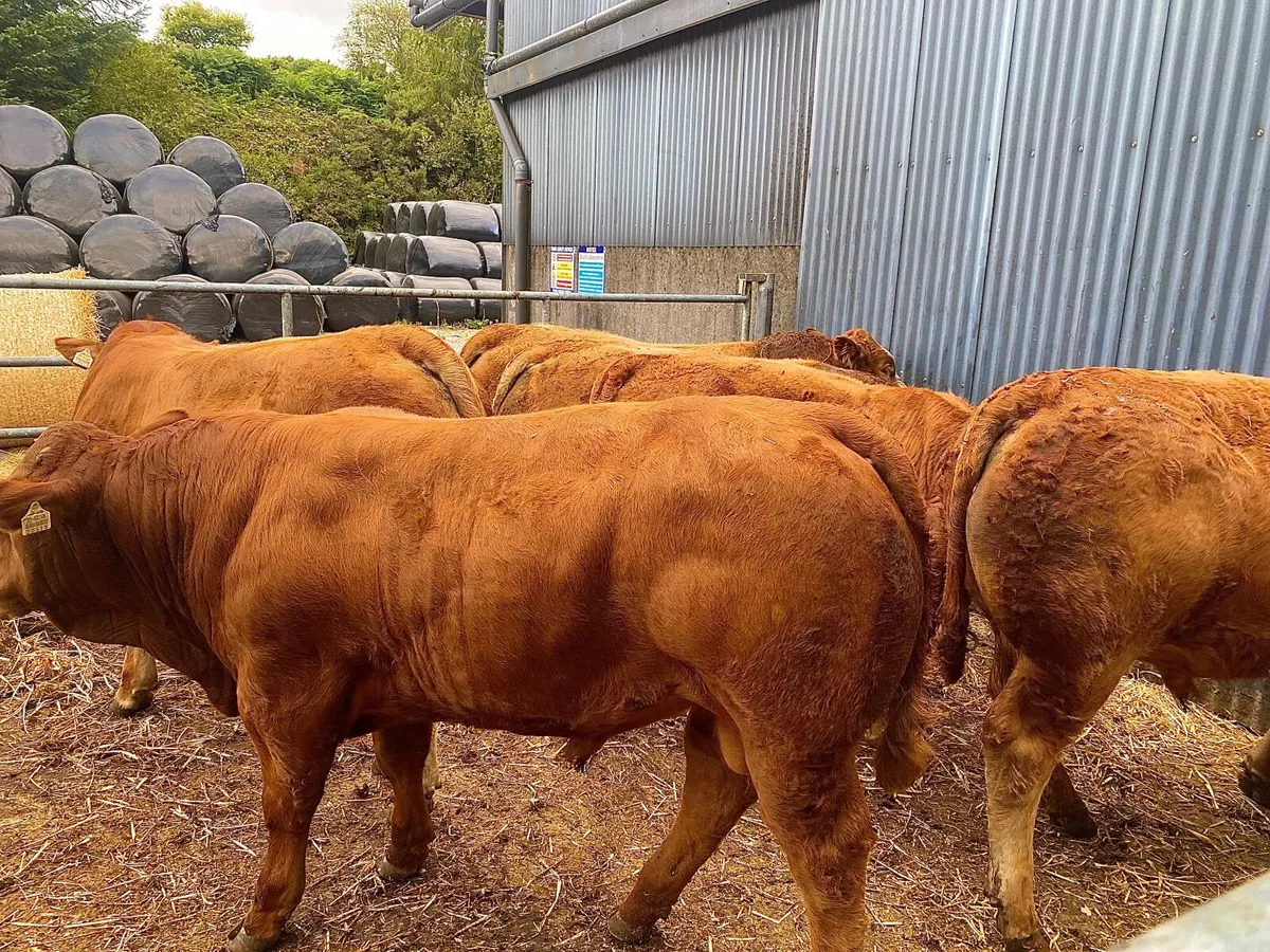 Limousin bull weanlings - Image 4