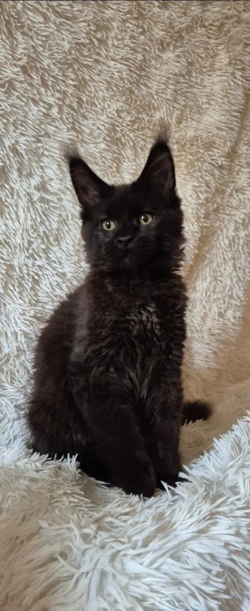 Maine Coon - Image 3