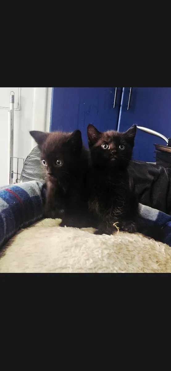 Kittens