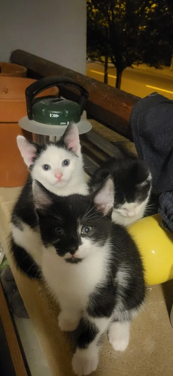 Kittens - Image 2