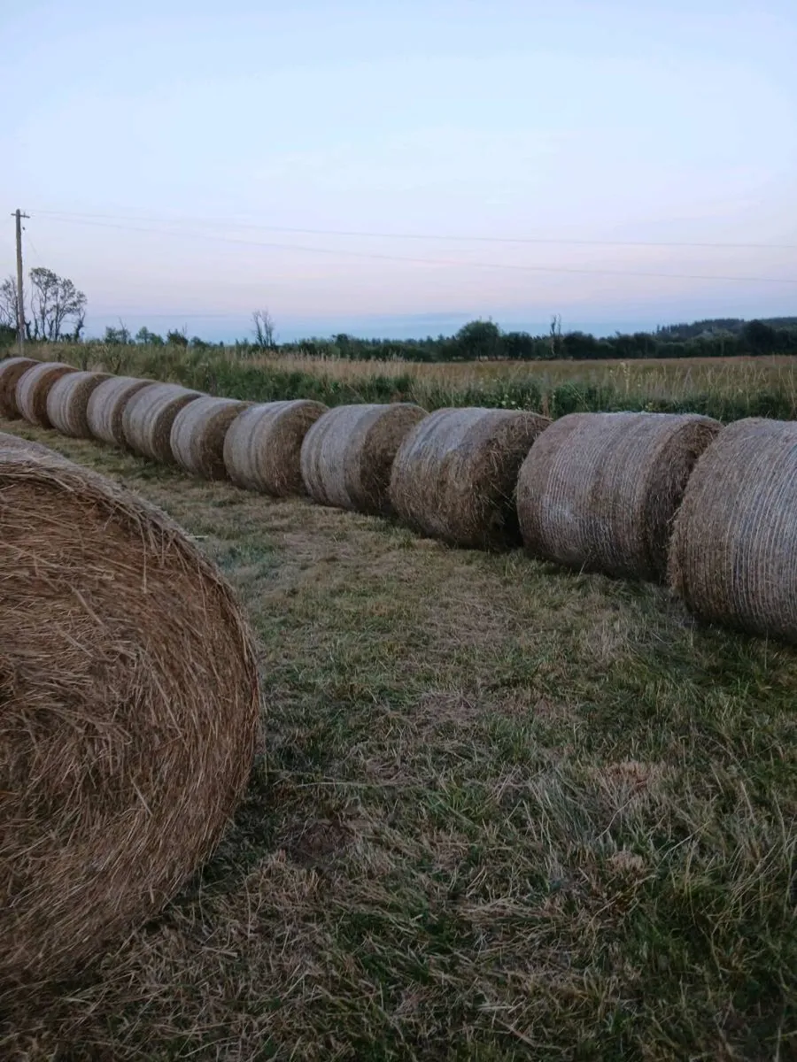 RUSHES BEDDING - Image 2