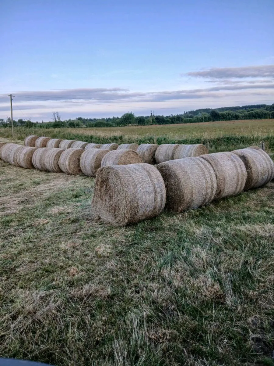 RUSHES BEDDING - Image 3