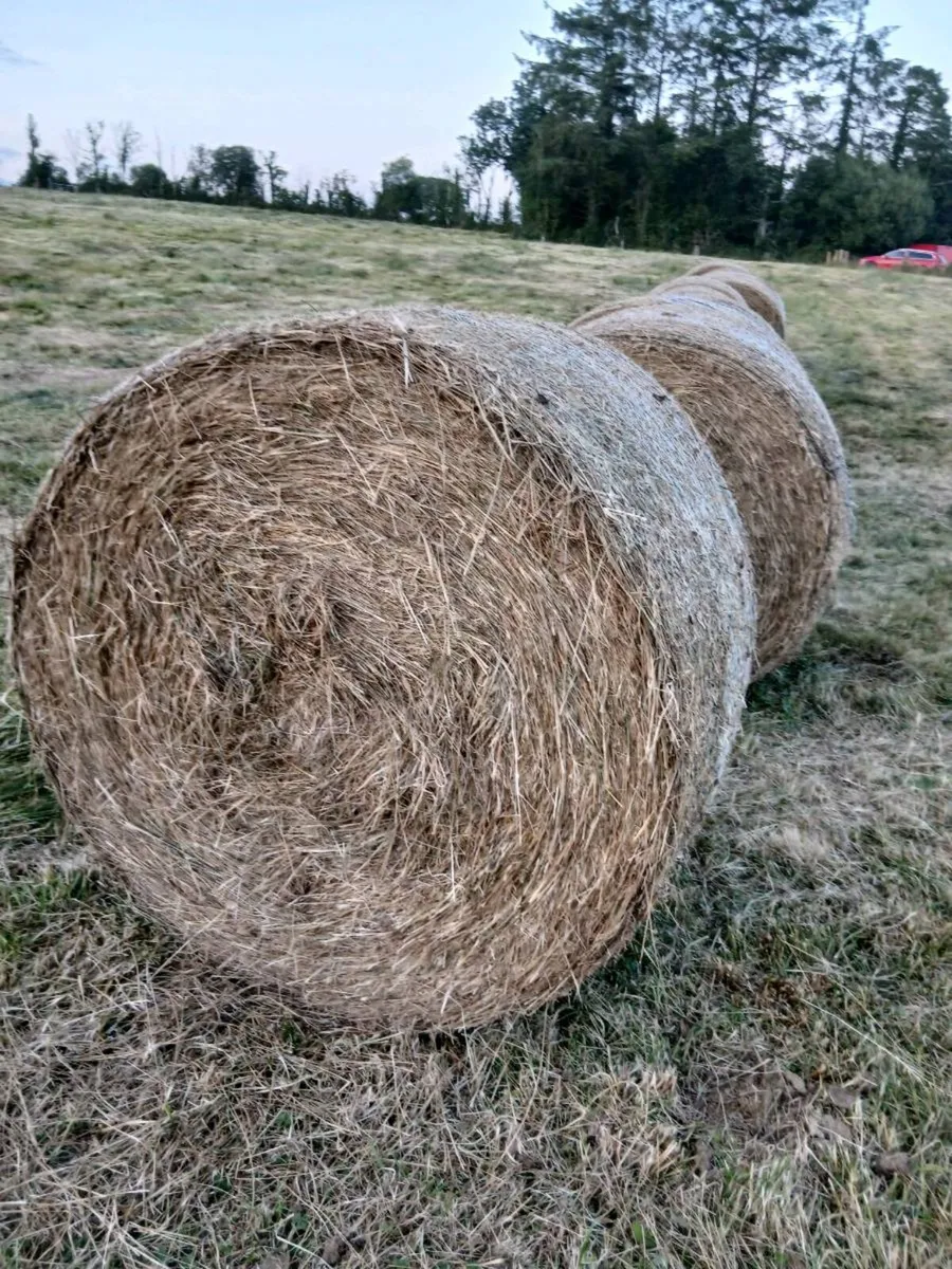 RUSHES BEDDING - Image 1