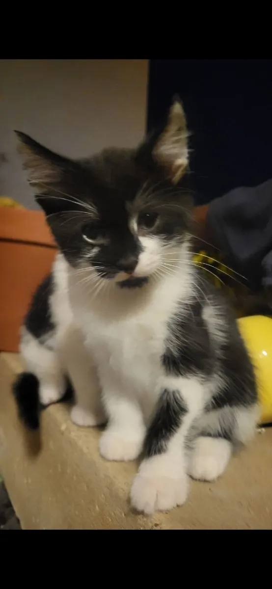 Kittens - Image 3