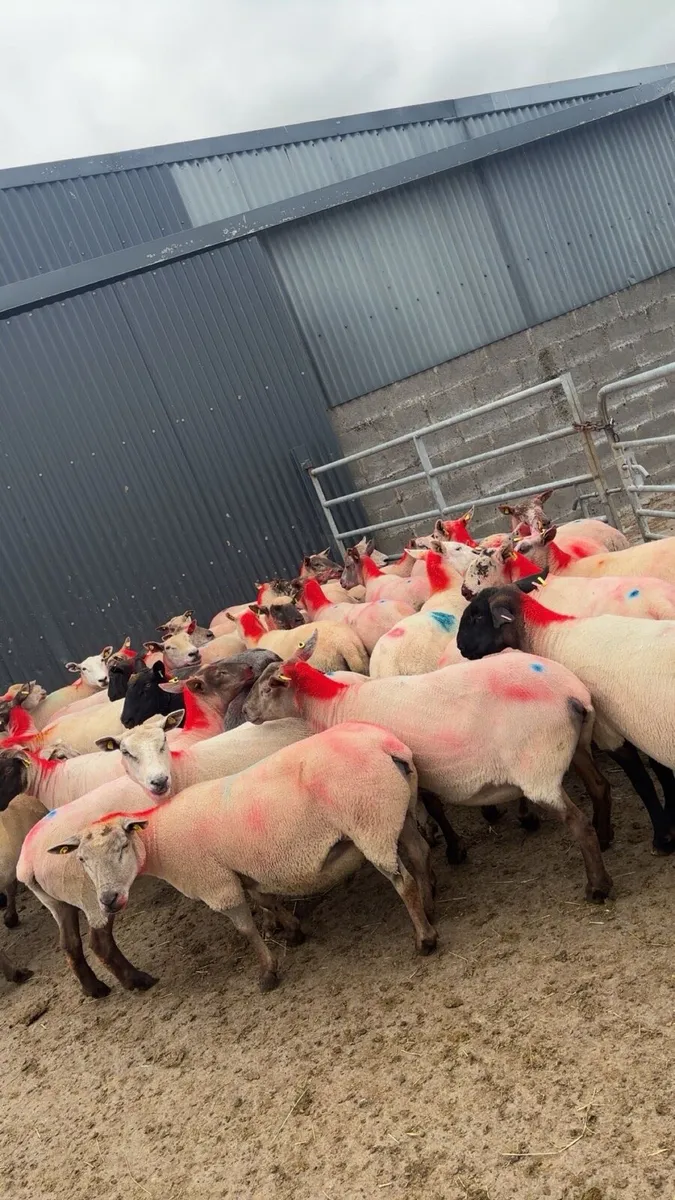 Sheep - Image 1