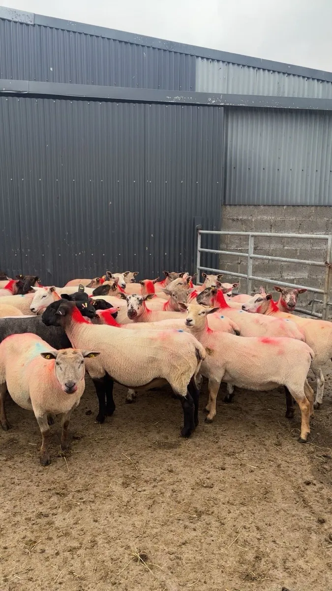 Sheep - Image 3
