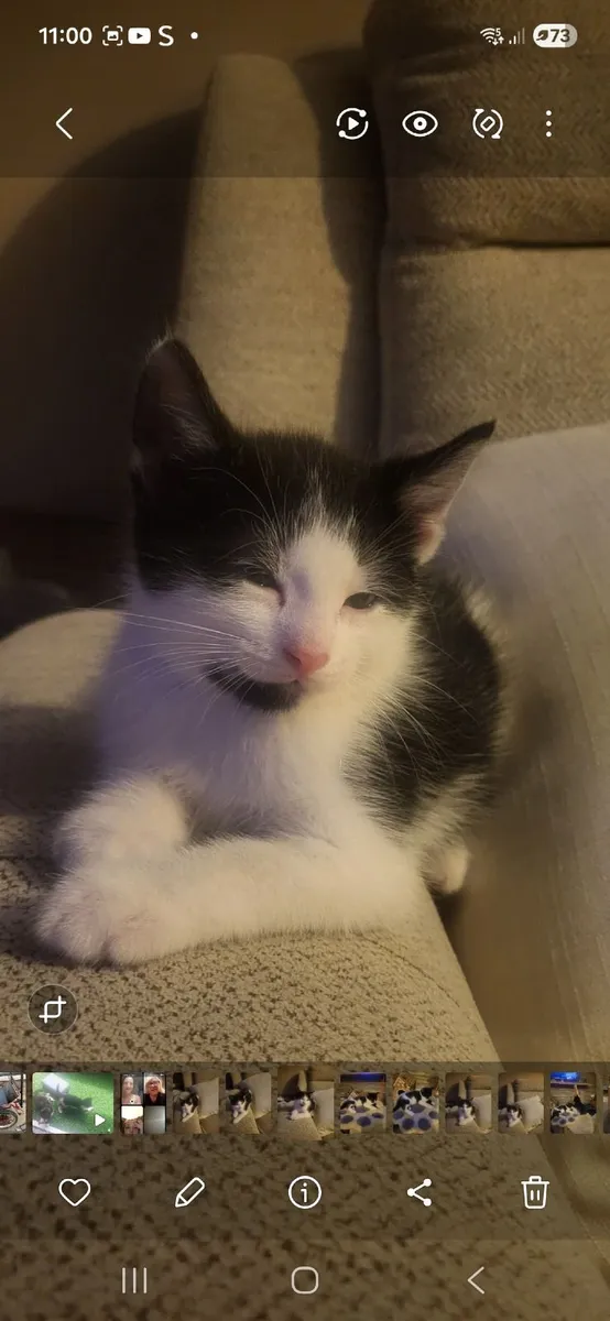Kittens - Image 4