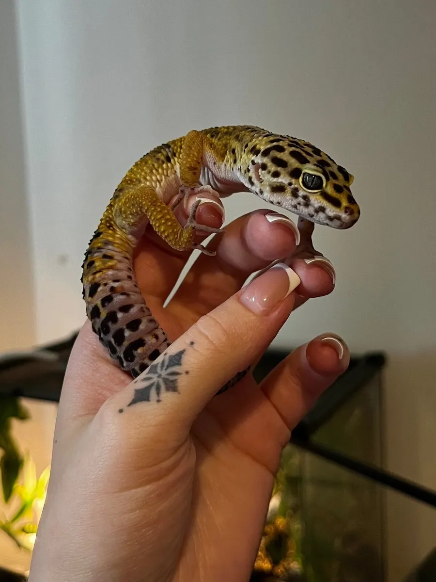 Leopard gecko and Terrarium - Image 2