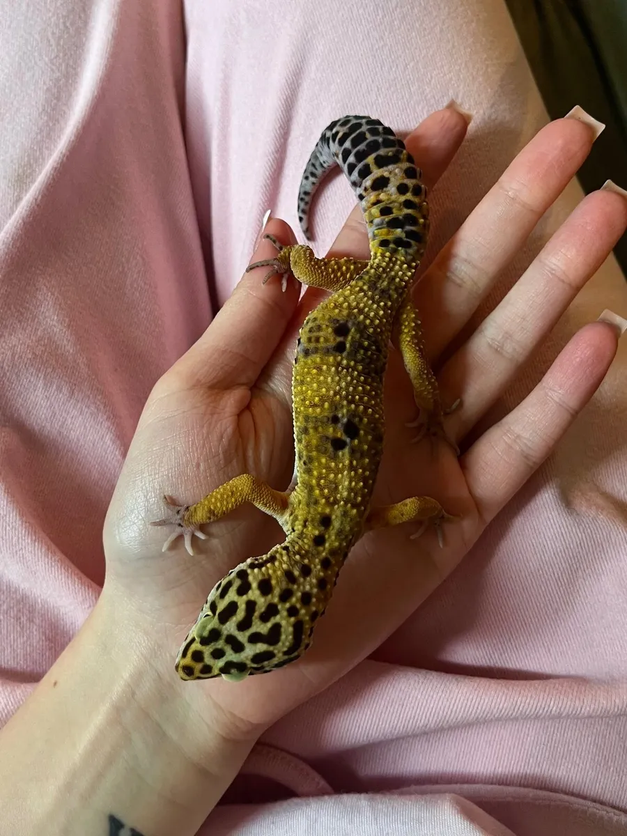 Leopard gecko and Terrarium - Image 3