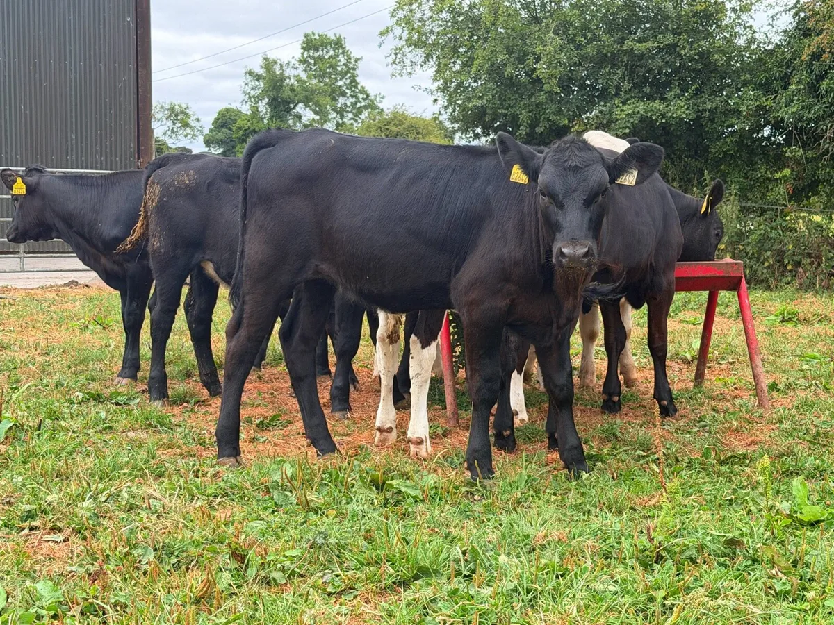 12 super weanling heifers 200kilos - Image 2