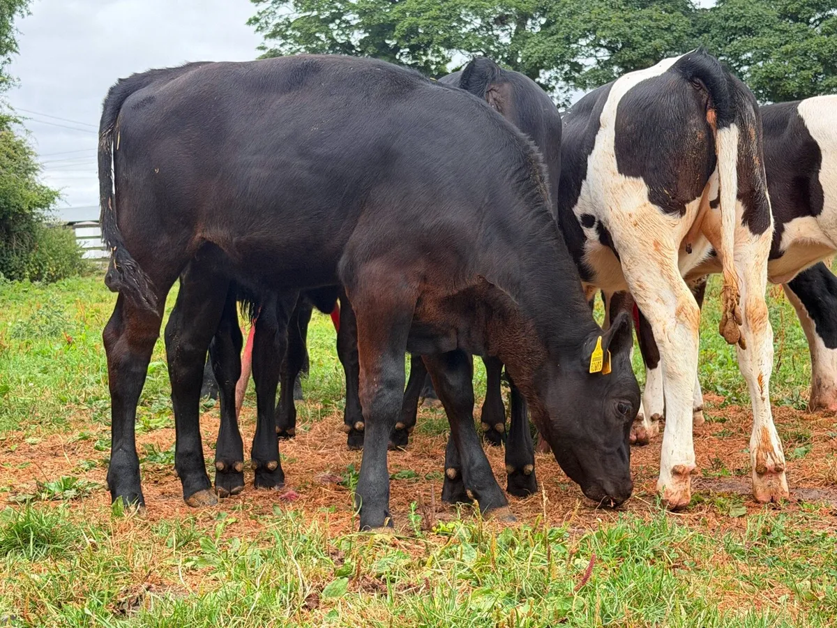 12 super weanling heifers 200kilos - Image 1