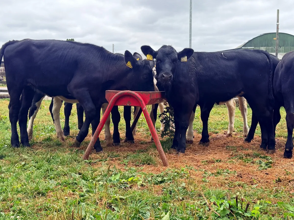 12 super weanling heifers 200kilos - Image 3