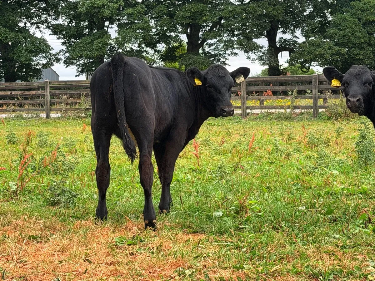 12 super weanling heifers 200kilos - Image 4