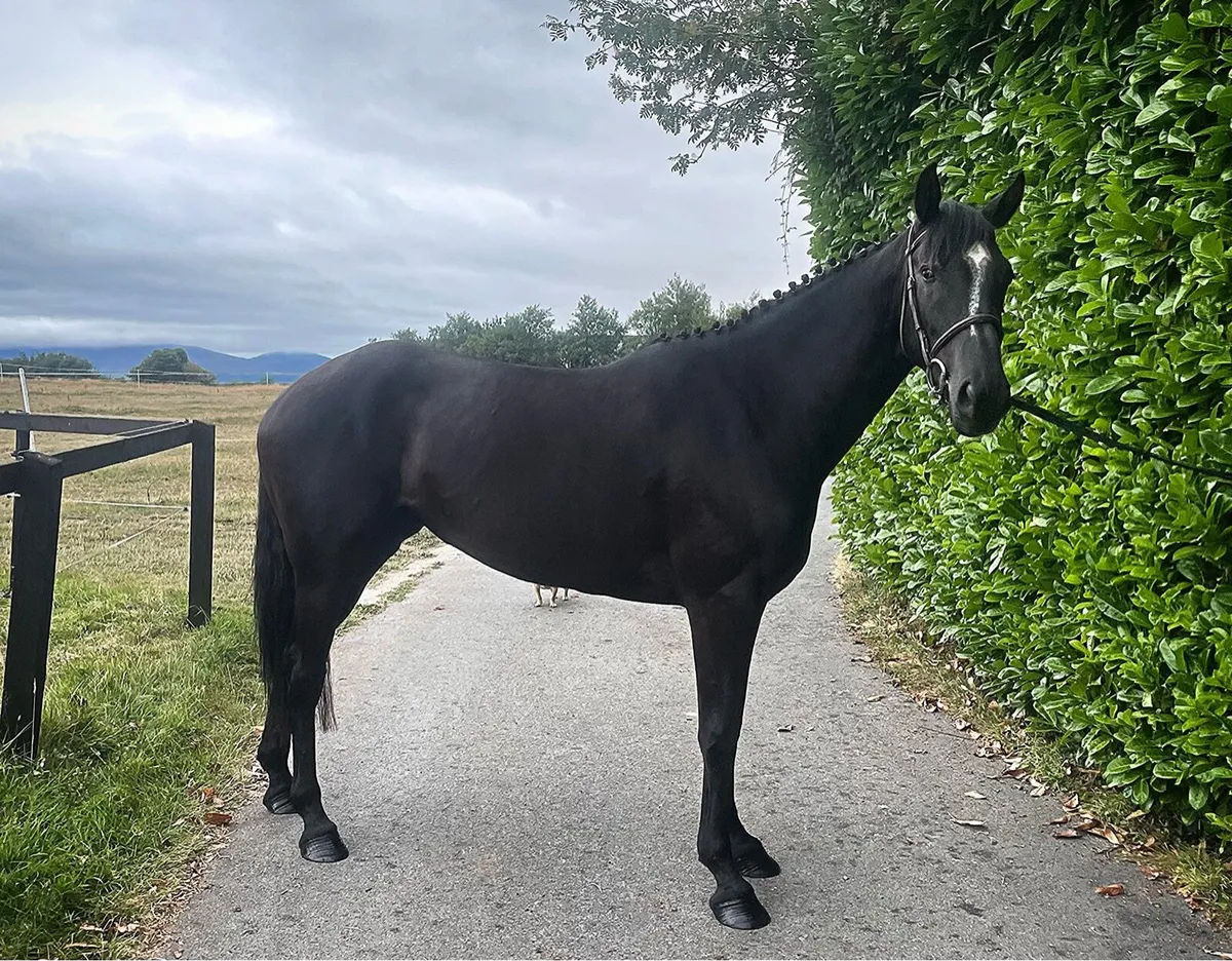 4 year old mare