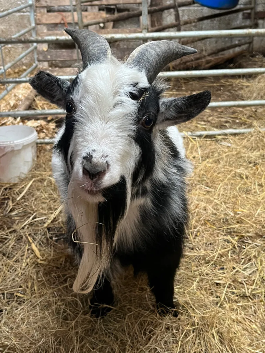 Pygmy goat - Image 2