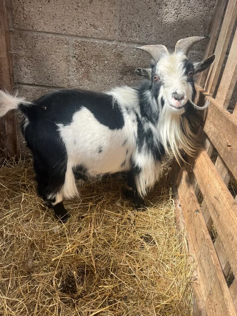 Pygmy goat - Image 3