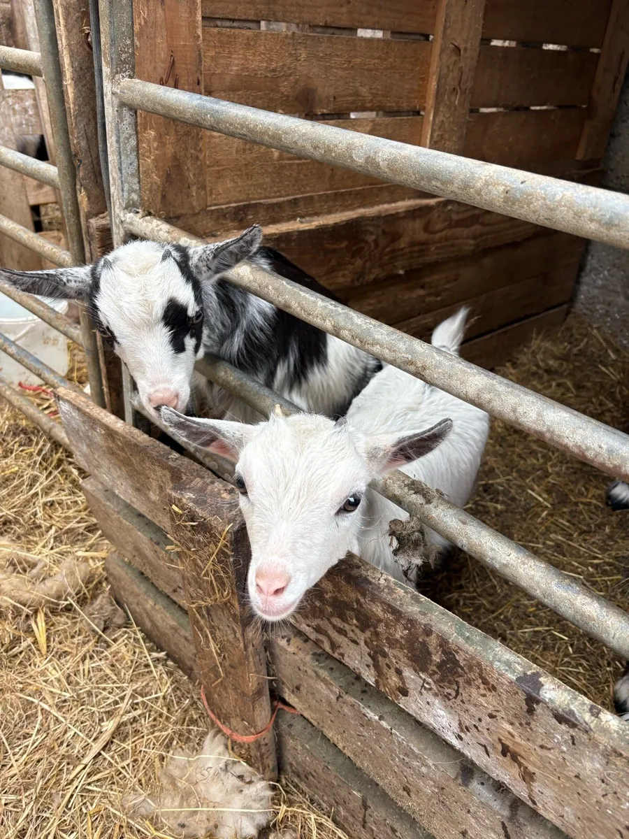 Pygmy goat - Image 4