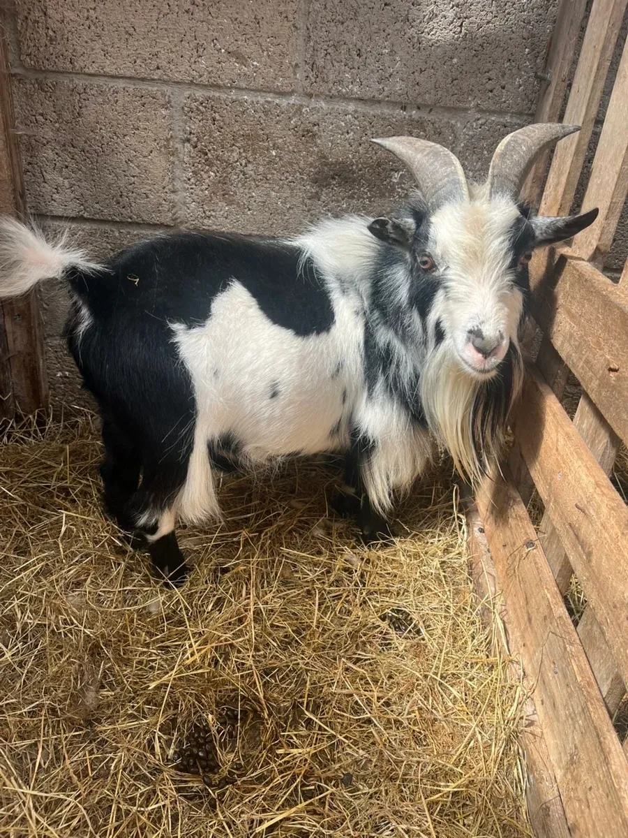 Pygmy goat - Image 1