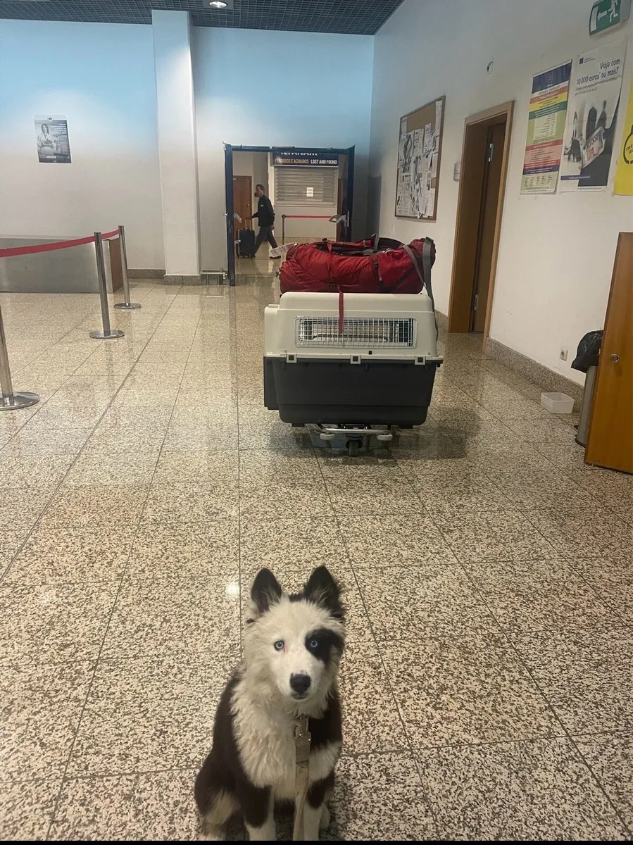 Dog Travel Crate - Image 2