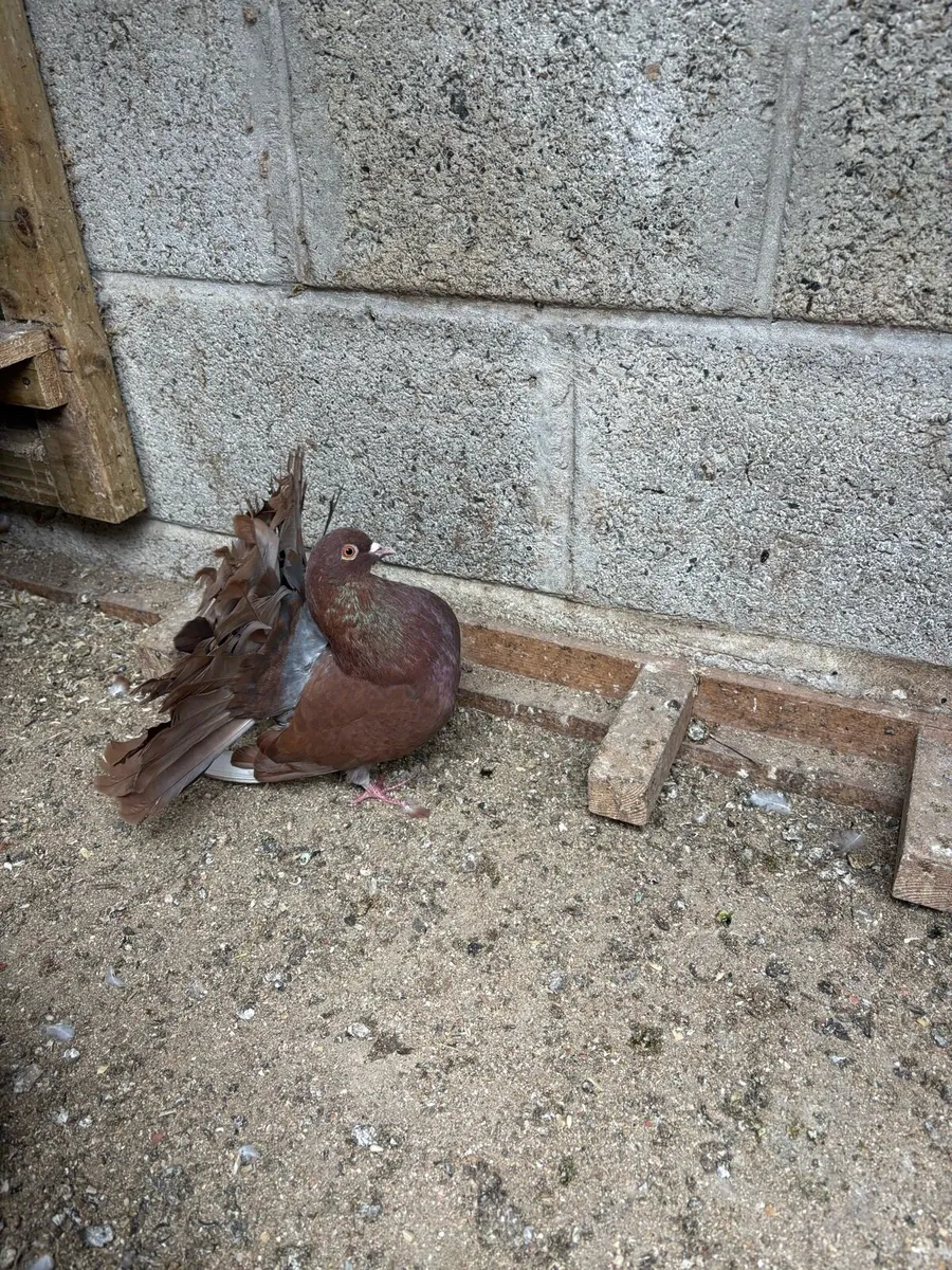 Fantail pigeons - Image 1