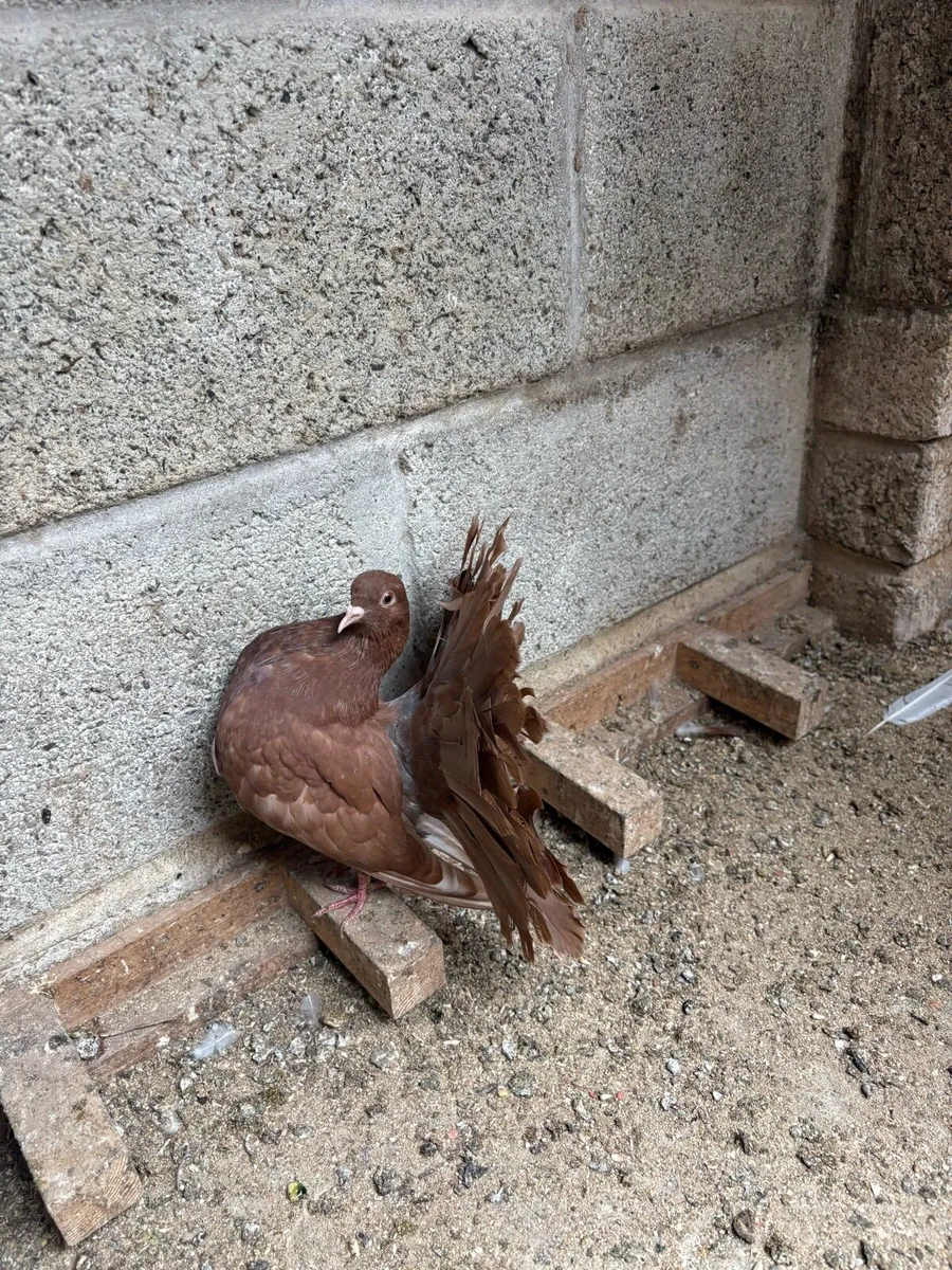 Fantail pigeons - Image 2