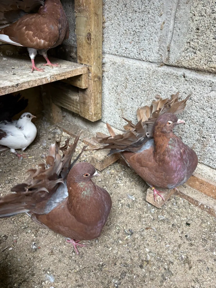 Fantail pigeons - Image 3