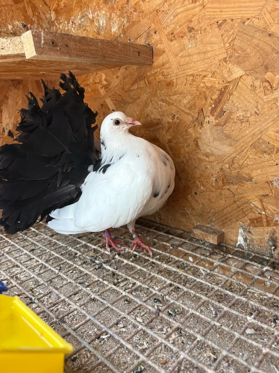 Fantail pigeons - Image 4