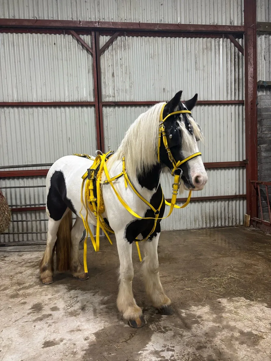 Cob mare - Image 1