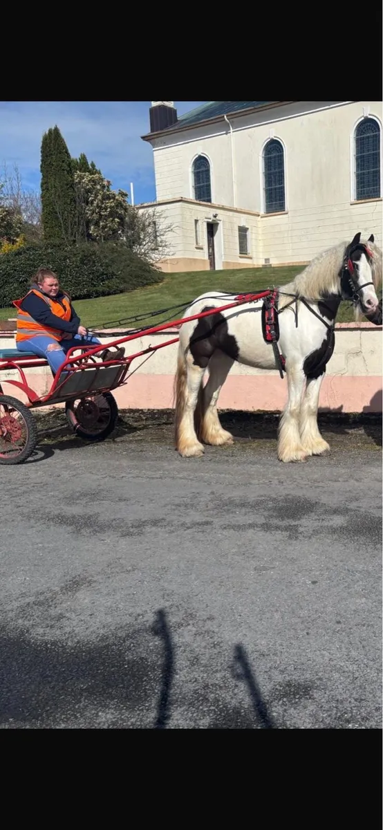Cob mare - Image 4