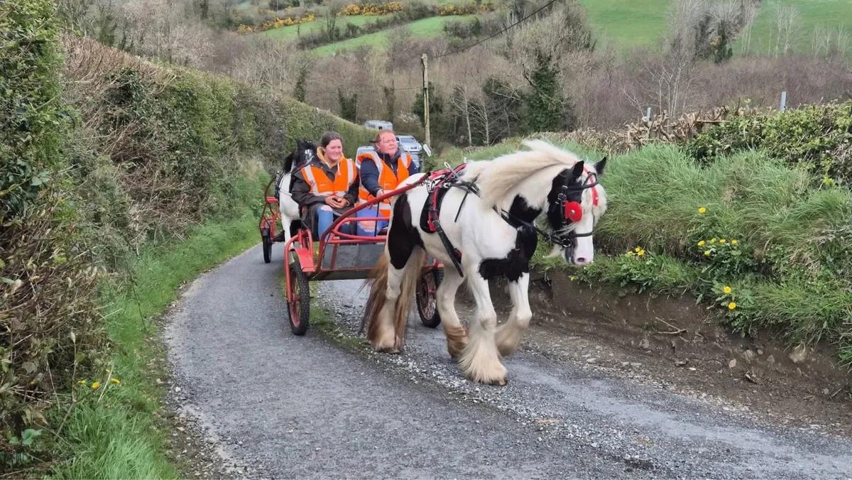 Cob mare - Image 2