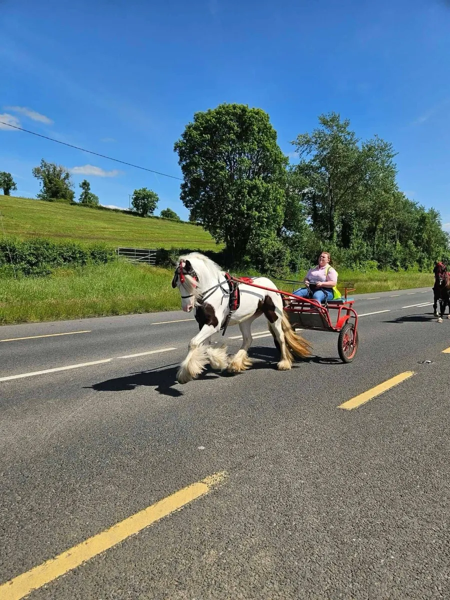 Cob mare - Image 3