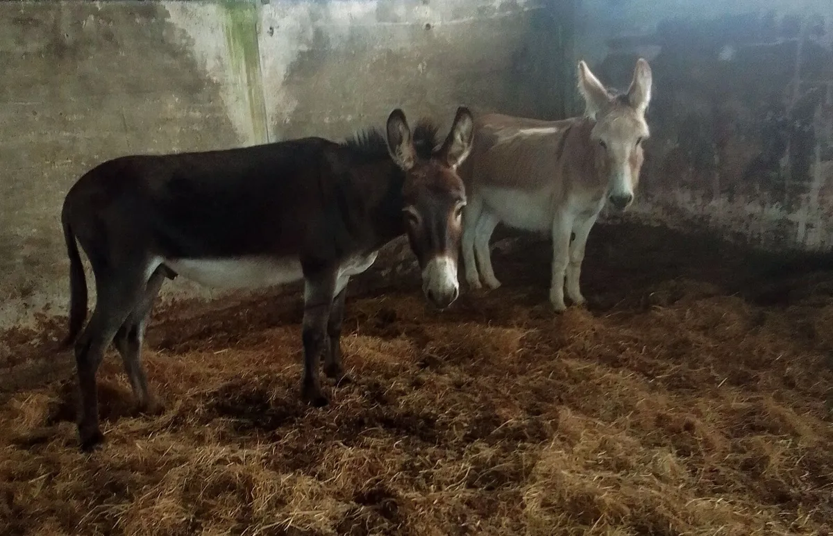 Pair of donkeys - Image 1
