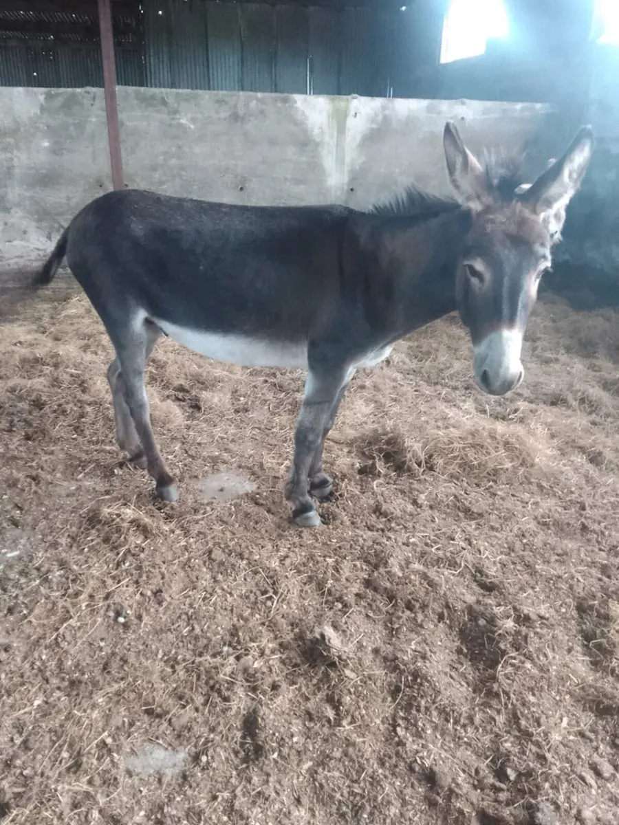 Pair of donkeys - Image 2