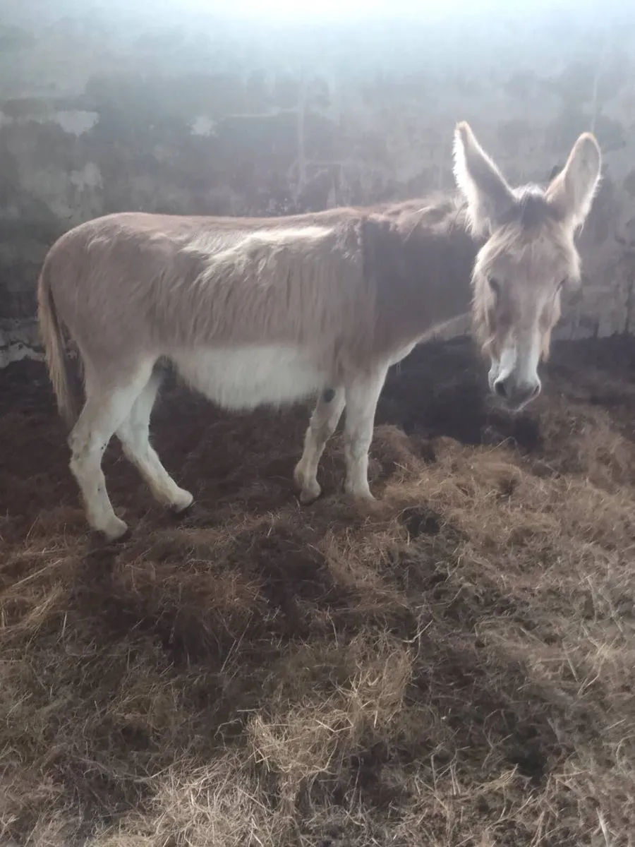 Pair of donkeys - Image 3