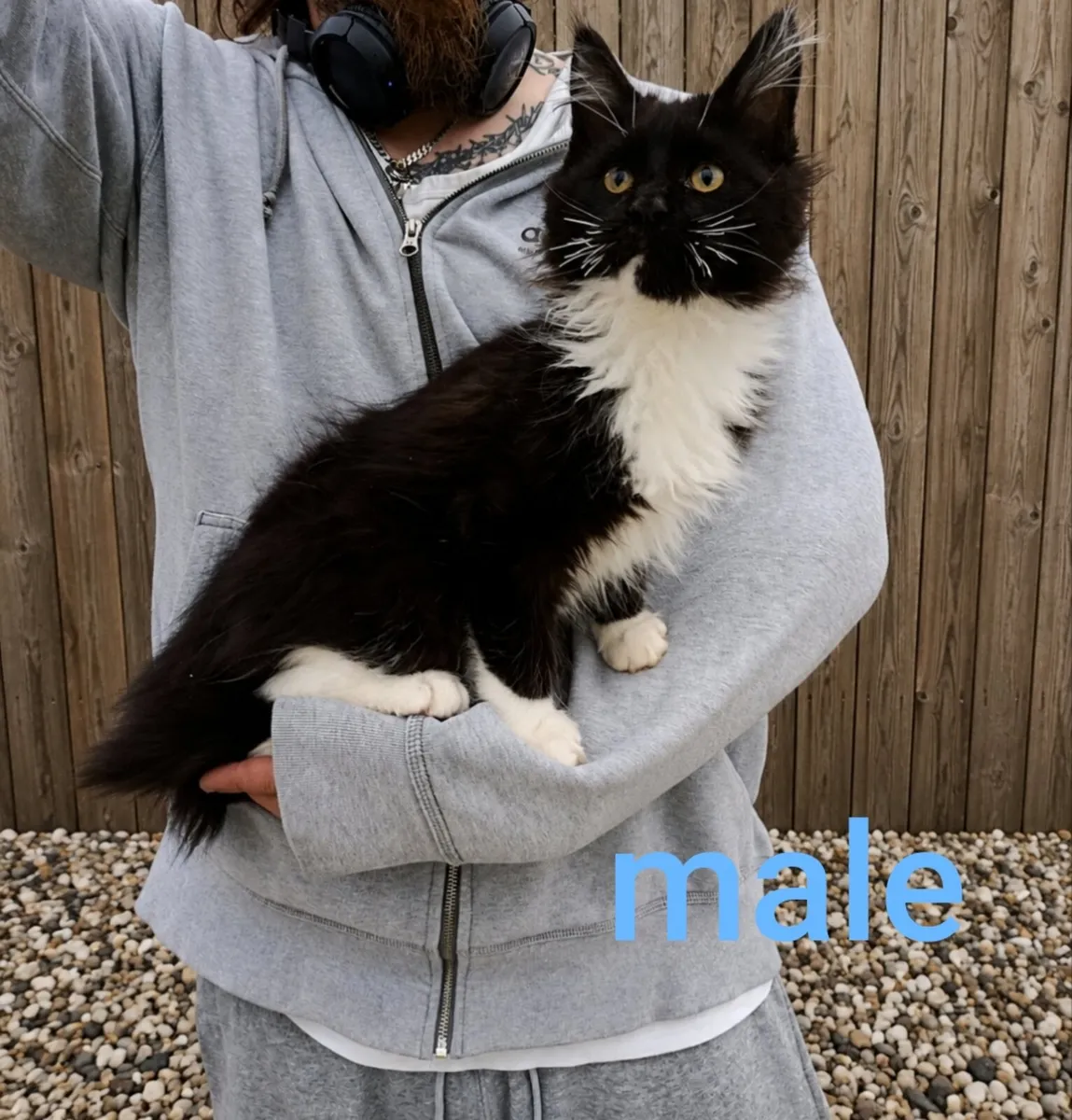 Maine coon kittens - Image 4