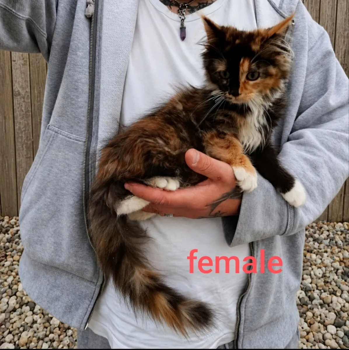 Maine coon kittens - Image 2