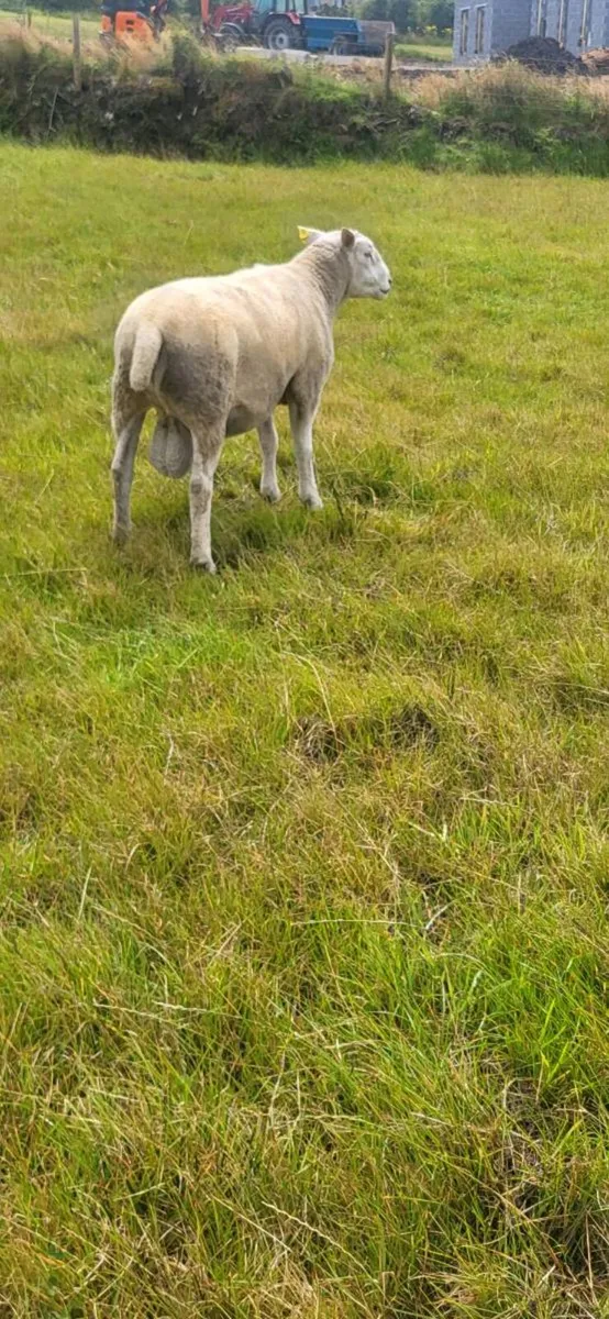 Ram - Image 1