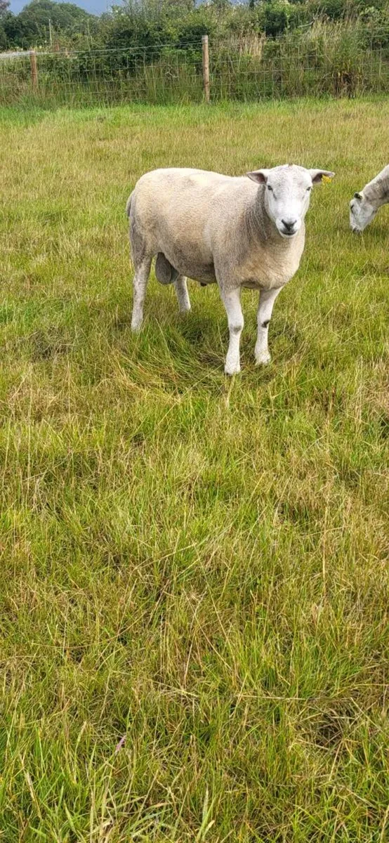 Ram - Image 2