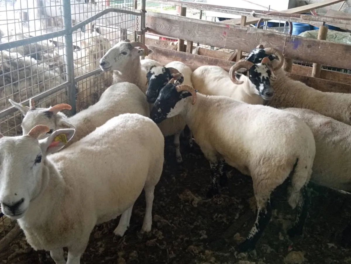 Hoggets ewes - Image 1