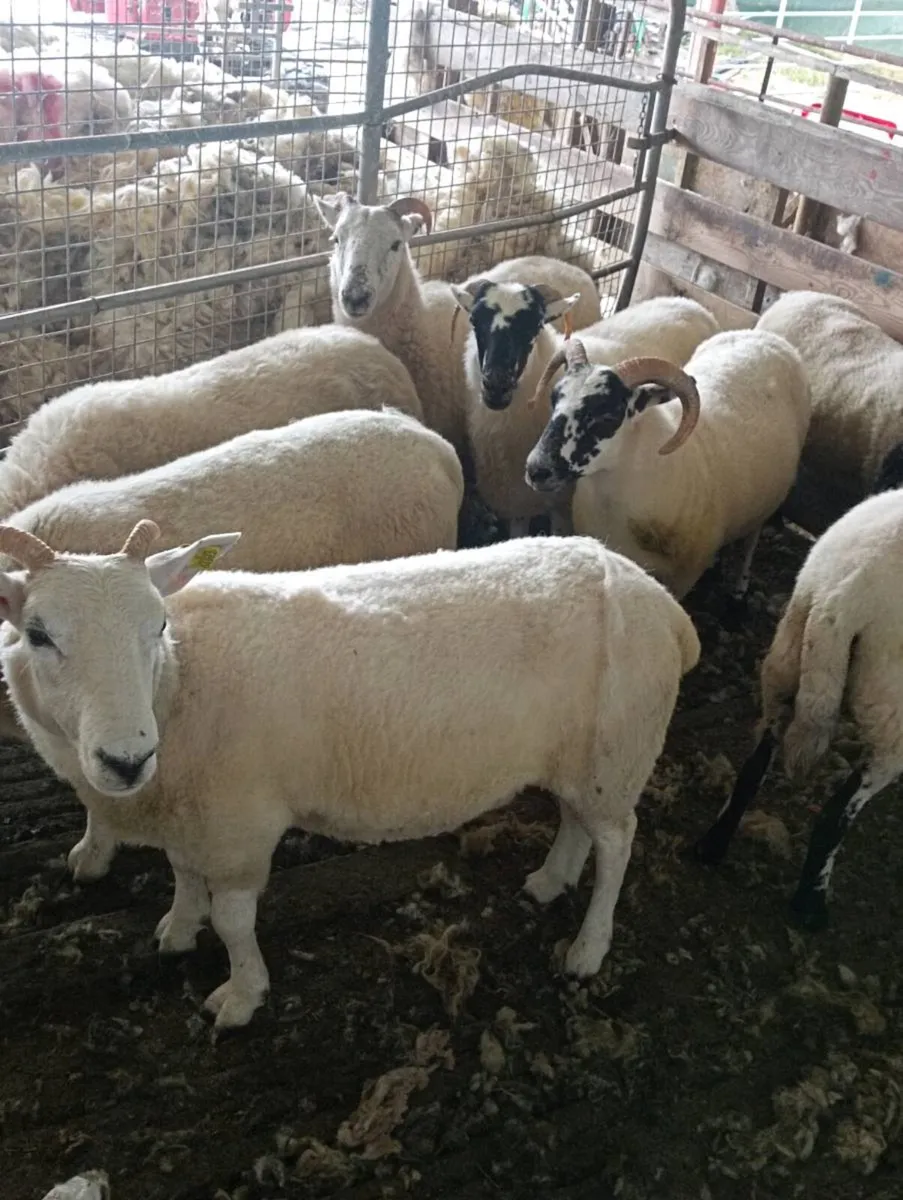 Hoggets ewes - Image 2