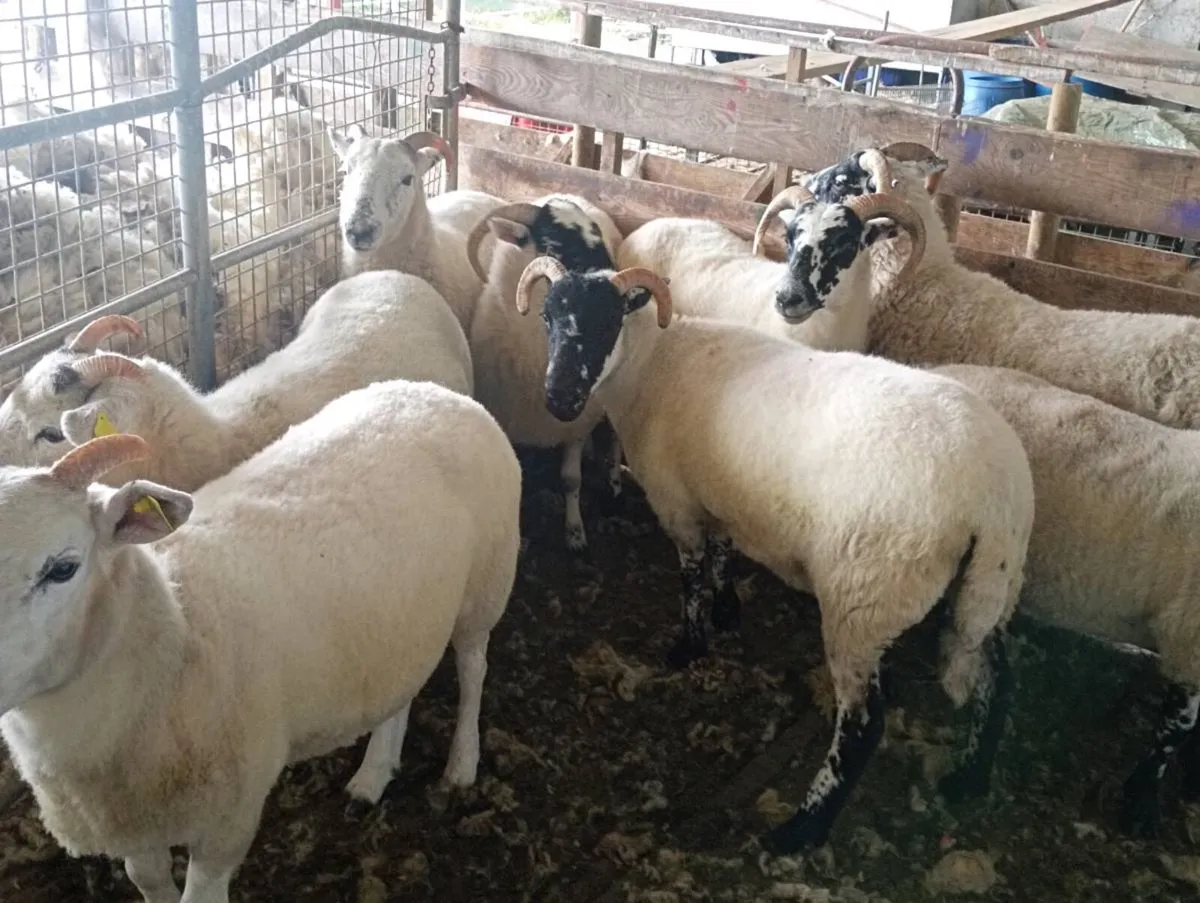 Hoggets ewes - Image 3