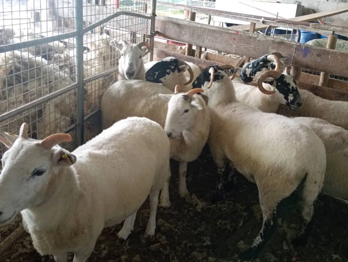 Hoggets ewes - Image 4