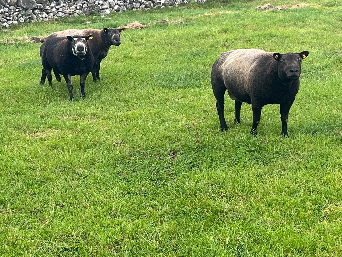 Blue texel Hogget Rams - Image 1