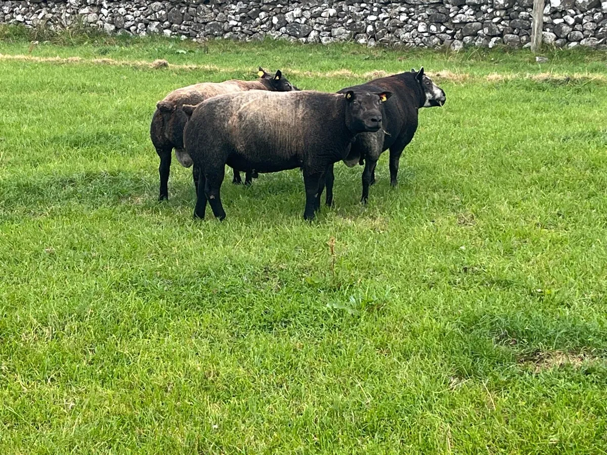 Blue texel Hogget Rams - Image 2