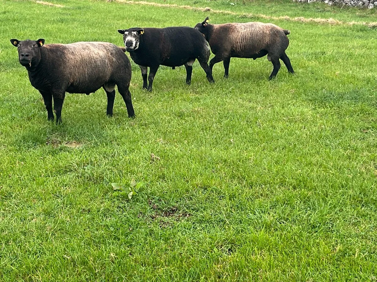 Blue texel Hogget Rams - Image 4