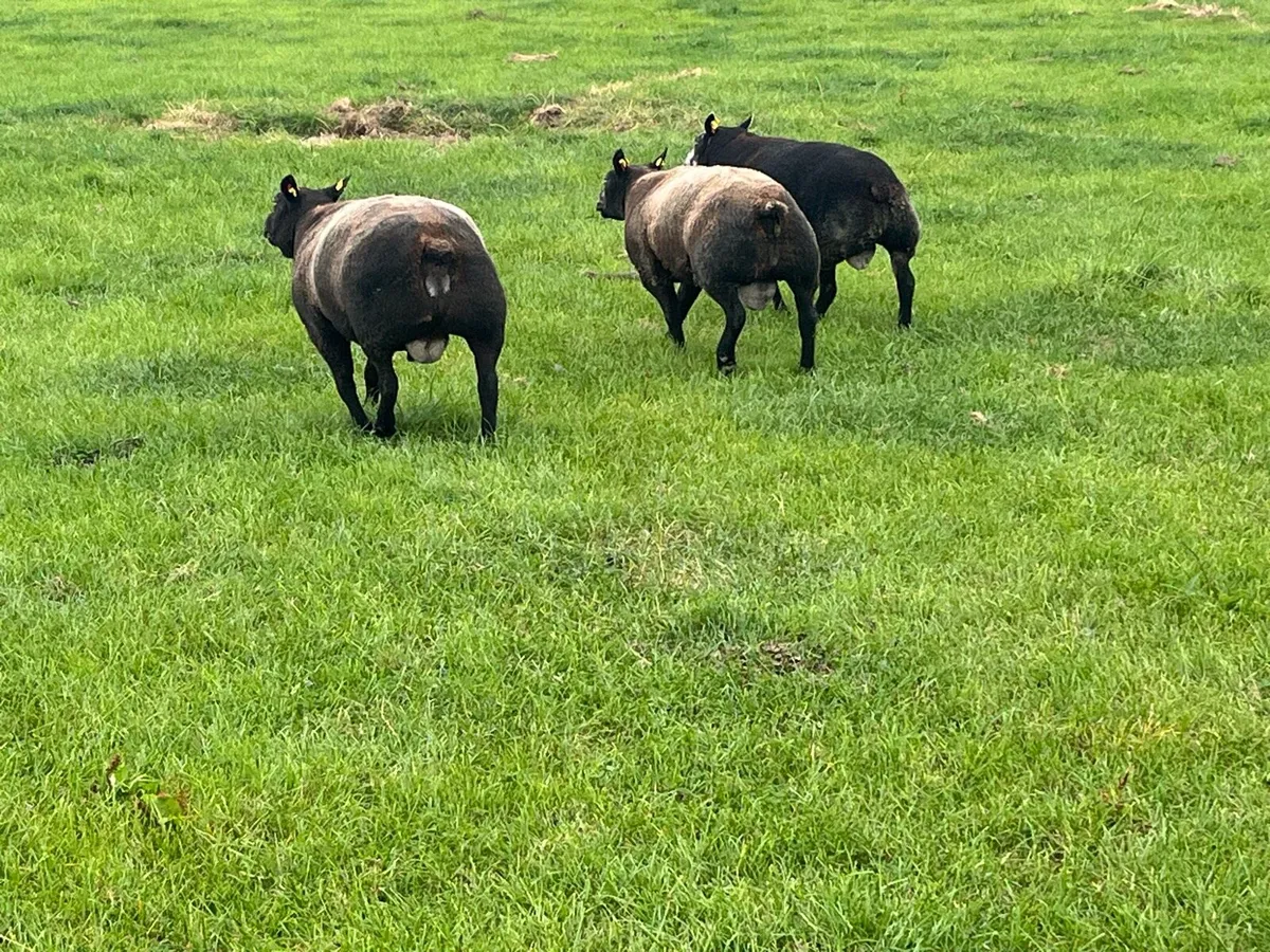 Blue texel Hogget Rams - Image 3