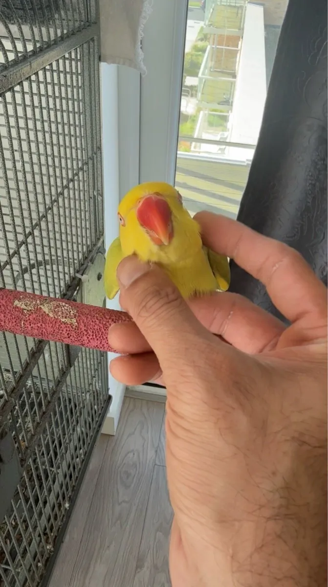 Hand reared Kiwi ready to go new home - Image 3