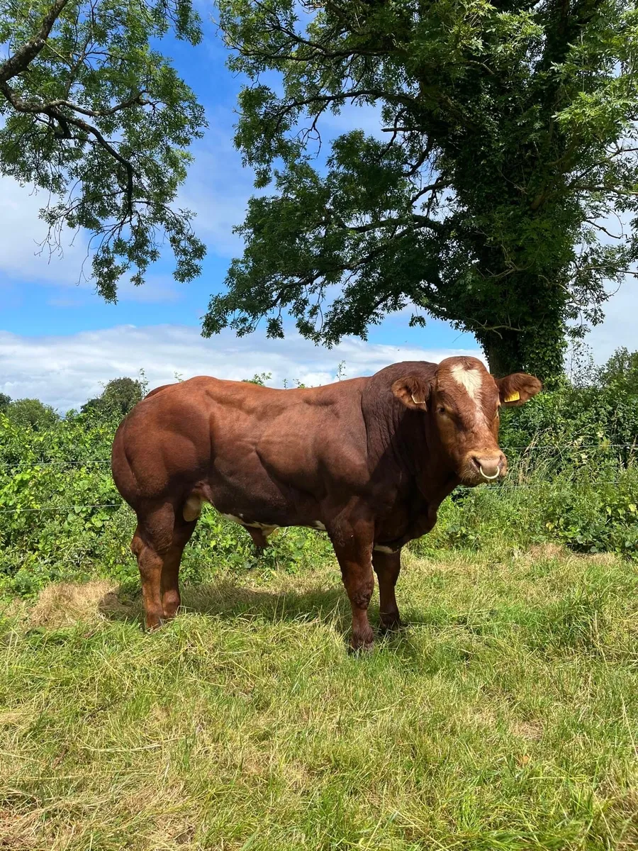 Top Quality BB/LM Hybrid Bulls For Sale - Image 2