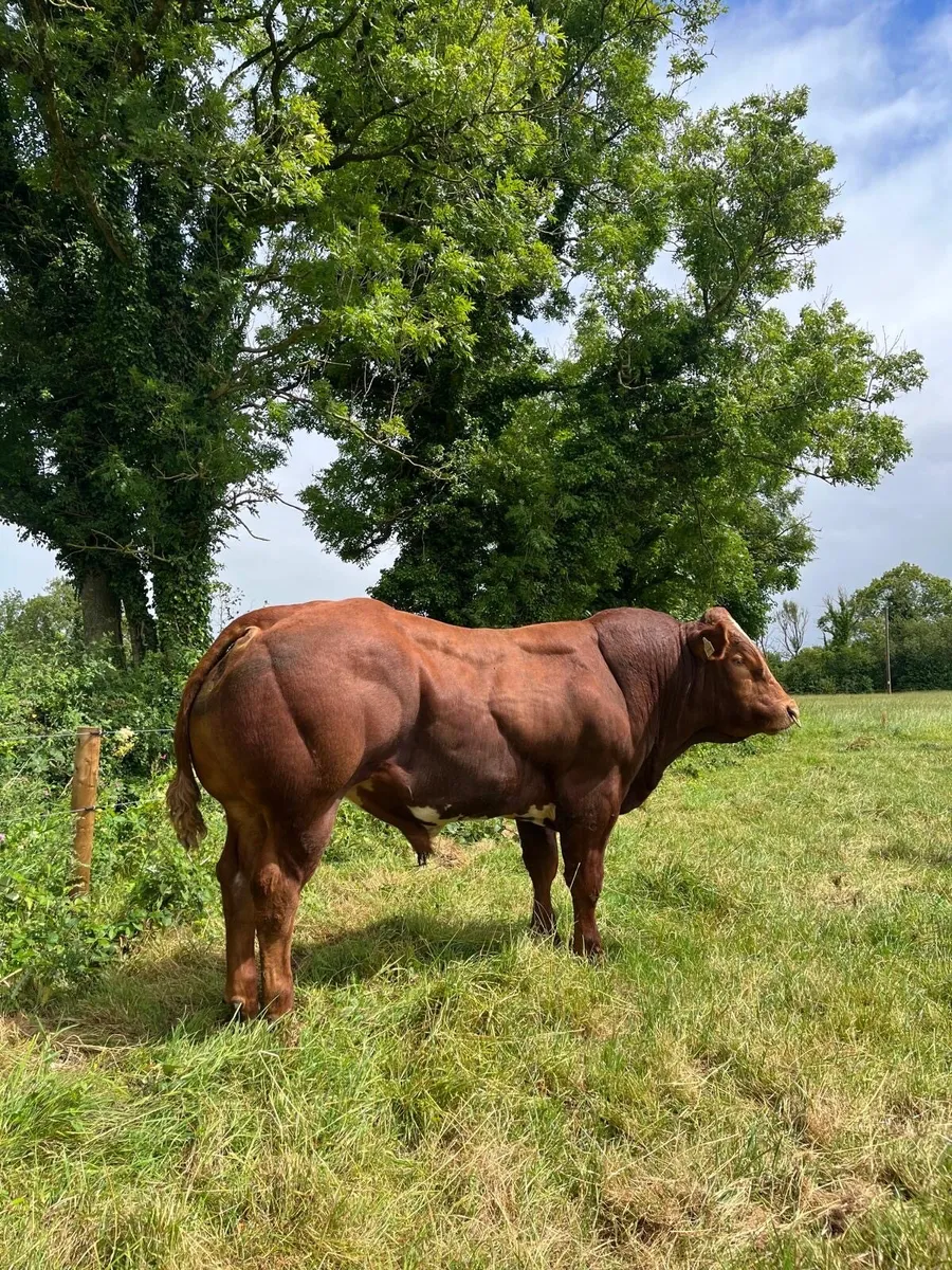 Top Quality BB/LM Hybrid Bulls For Sale - Image 4