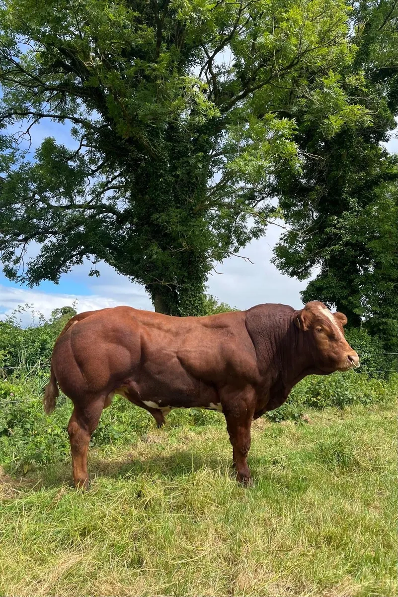 Top Quality BB/LM Hybrid Bulls For Sale - Image 3